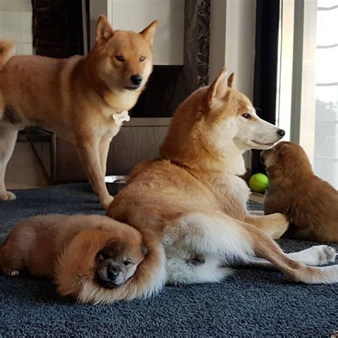 <b>Suki</b> (the female dog) just gave birth to puppies, and it’s her third litter. . Shiro suki